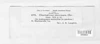 Chaetostroma aterrimum image